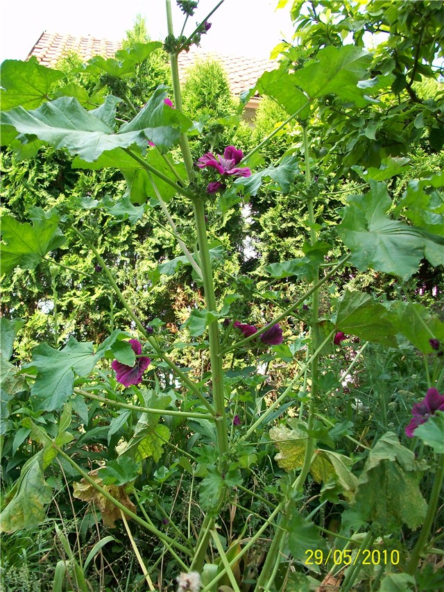 Crni sljez -  lat. Malva silvestris L. 